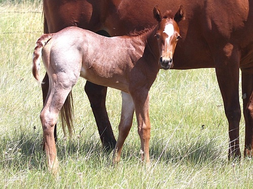 filly