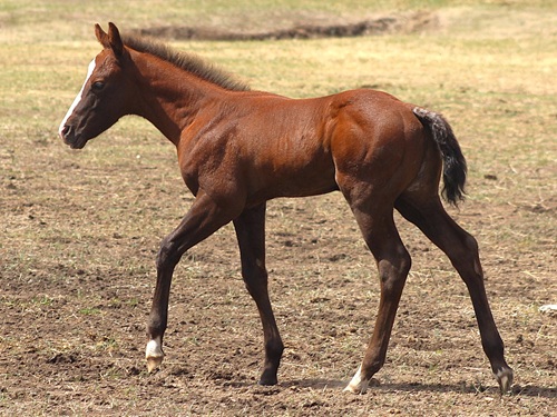 gray 2026 colt