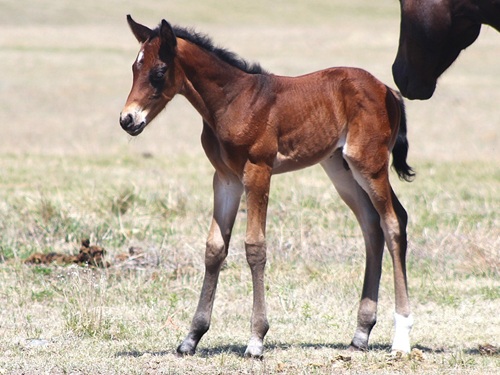 filly