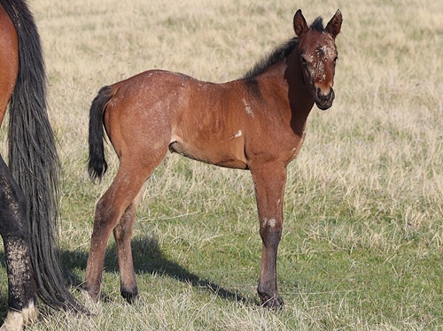 filly
